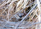 As traffic increases, crossing Highway 2 is tougher for critters