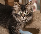 Shelter Open House: A day to make a difference