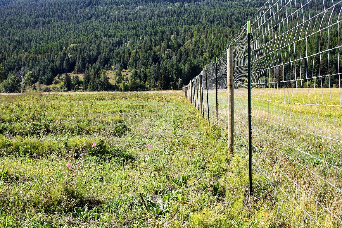 Photo by TONIA BROOKS
Fencing in place to protect the many newly planted trees and shrubs.