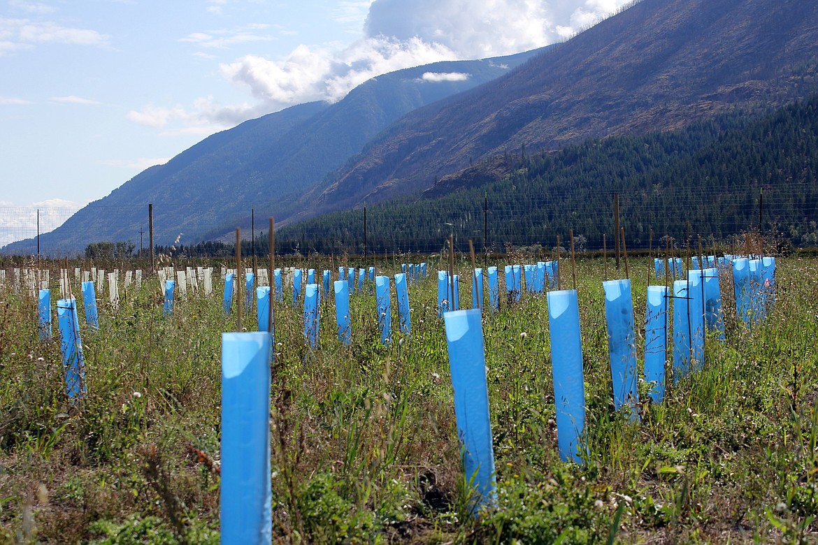 Photo by TONIA BROOKS
Protective tree sleeves are placed on the young plants to help them survive.