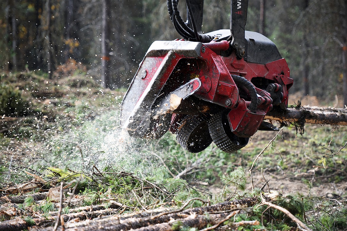 A Waratah dangle head processor on a John Deere 2154D processes logs during the Flathead Timber Tour at the Liger Timber Sale in Flathead National Forest on Thursday, Oct. 17. (Casey Kreider/Daily Inter Lake)