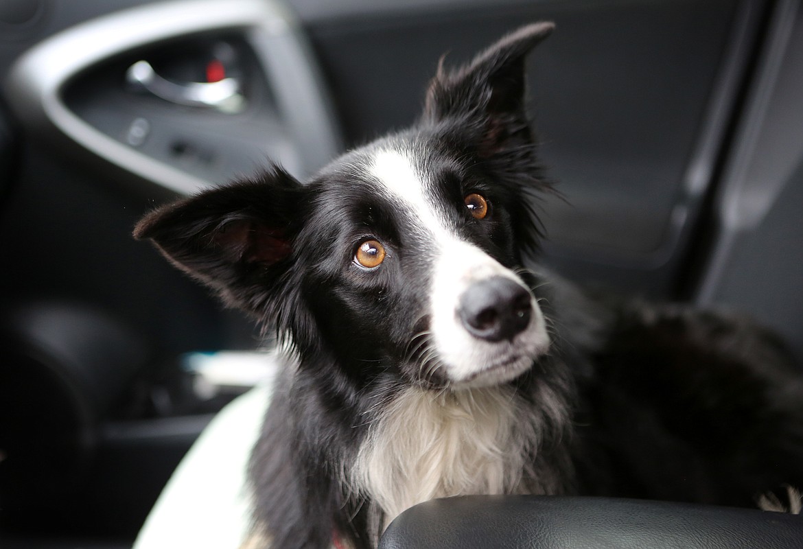 Lost best sale border collie