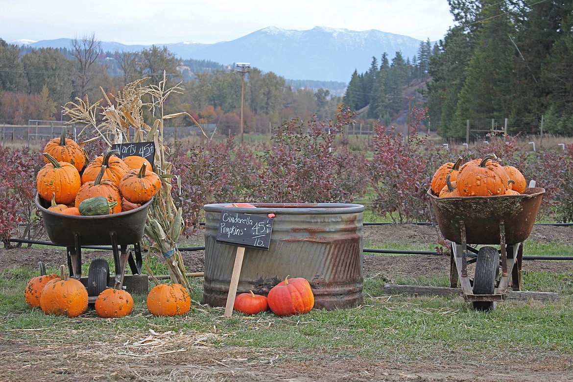 Photo by TONIA BROOKS
Fancy Cinderella Pumpkins.