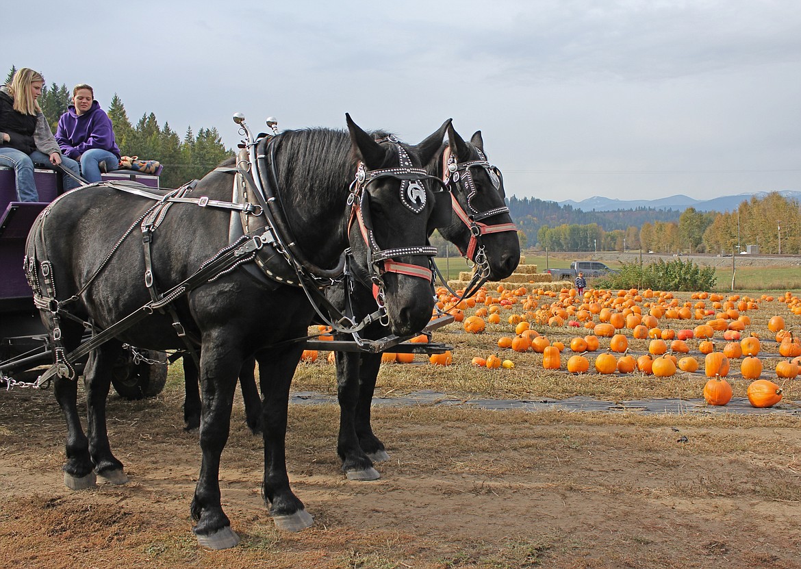 Photos by TONIA BROOKS
Paula Sandelin&#146;s Percheron team and hundreds of pumpkins were part of the fall celebration hosted by Cowcreek Blueberry Farm this past weekend.