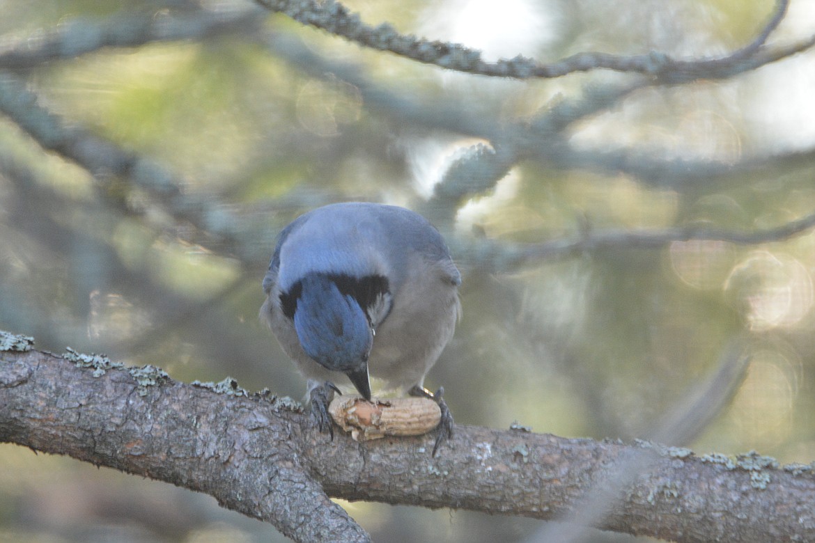 Photo by DON BARTLING
Blue jay holding a peanut shell between his legs while picking apart the shell with its beak for the peanut inside.