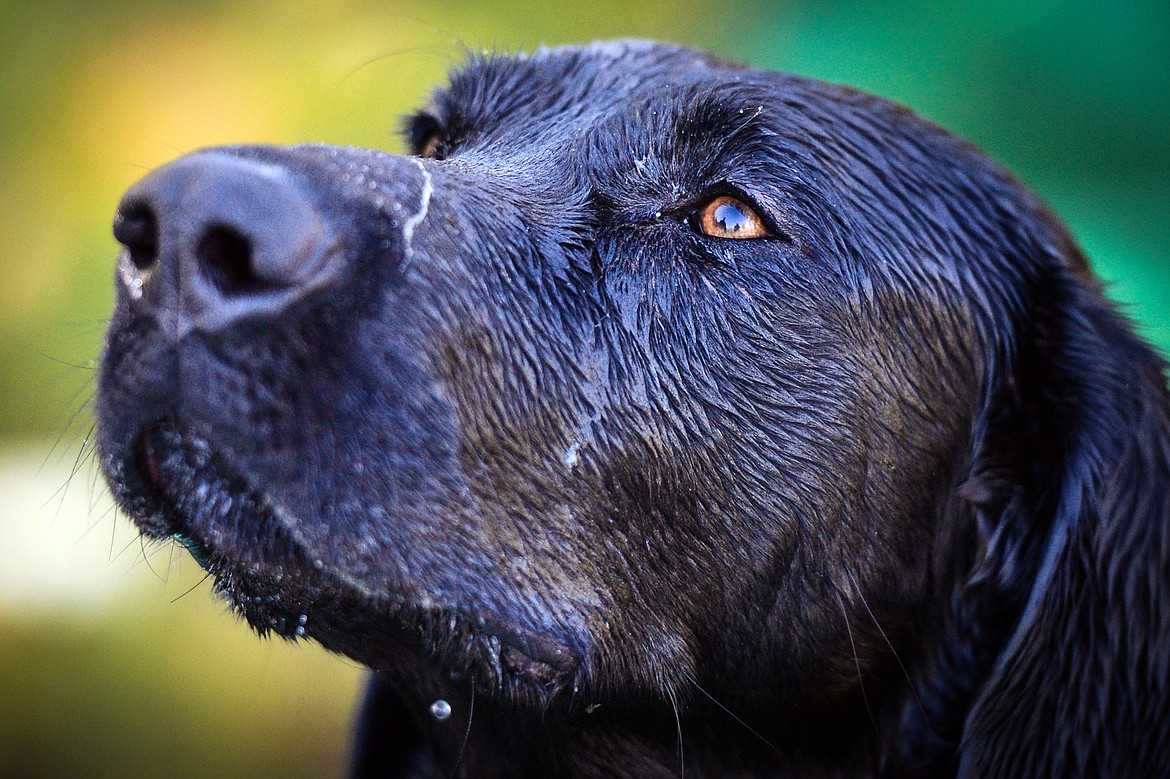 Trooper, an 18-month-old black Lab, keeps his eyes locked on Bill Helfer during a practice session for DockDogs competitions in Lower Valley on Thursday, Oct. 10. (Casey Kreider/Daily Inter Lake)