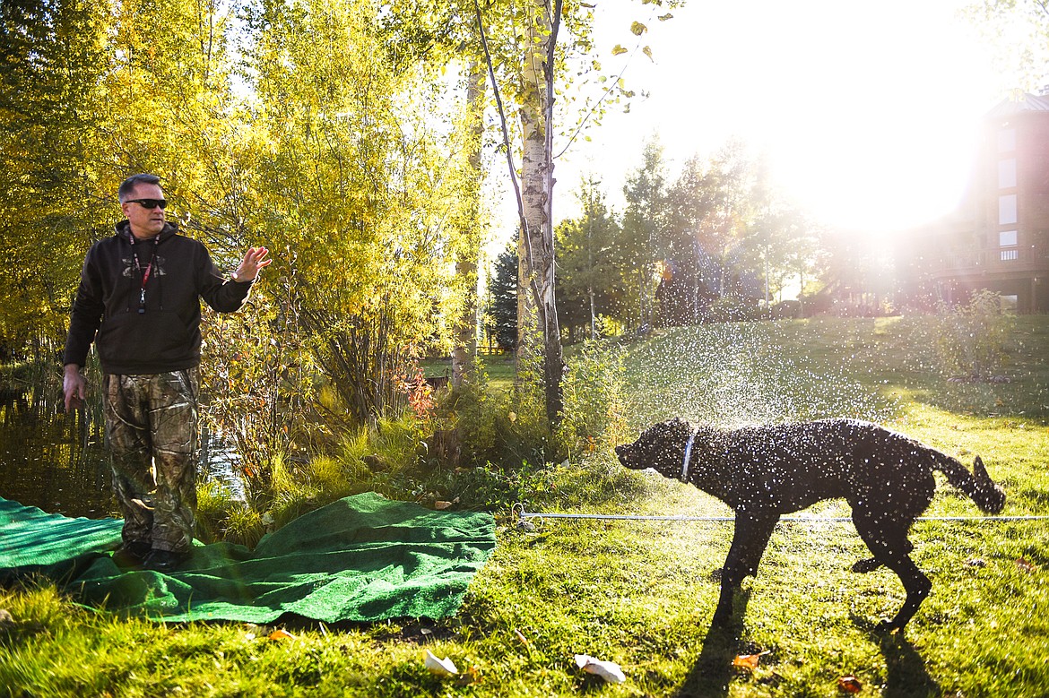 Charger, an 18-month-old black Lab, shakes off water from a previous jump during a DockDogs practice session with Bill Helfer in the Lower Valley on Thursday, Oct. 10. (Casey Kreider/Daily Inter Lake)