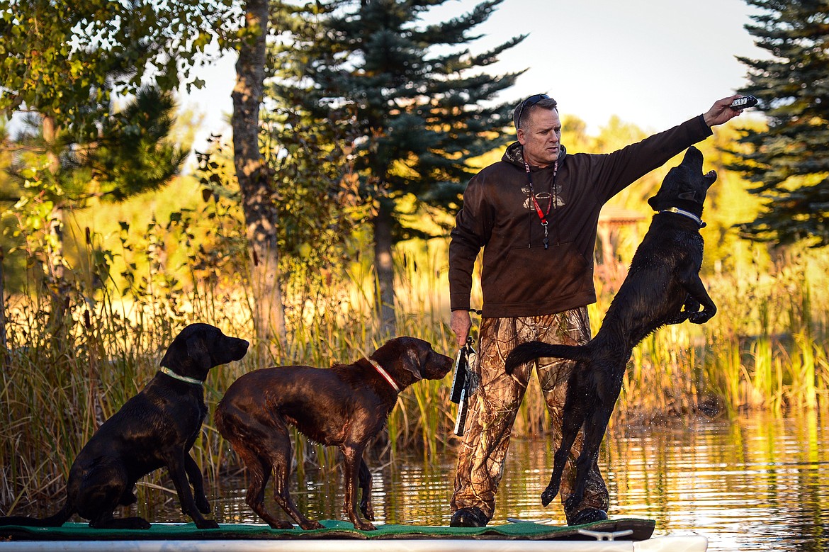From left, Trooper, Blazer and Charger train with Bill Helfer during a DockDogs practice session in the Lower Valley on Thursday, Oct. 10. (Casey Kreider/Daily Inter Lake)