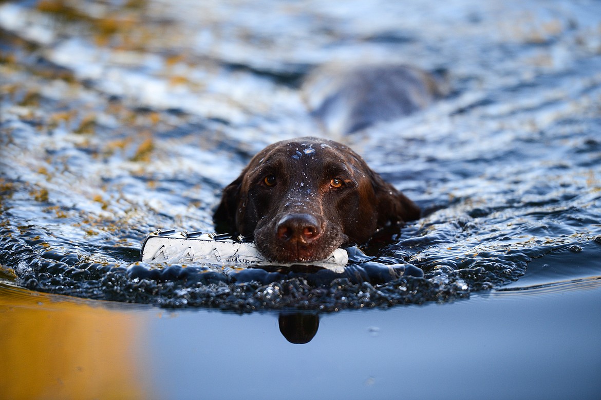 Blazer, an 11-year-old chocolate Lab, swims to shore with a training toy during a DockDogs practice session with Bill Helfer in the Lower Valley on Thursday, Oct. 10. (Casey Kreider/Daily Inter Lake)