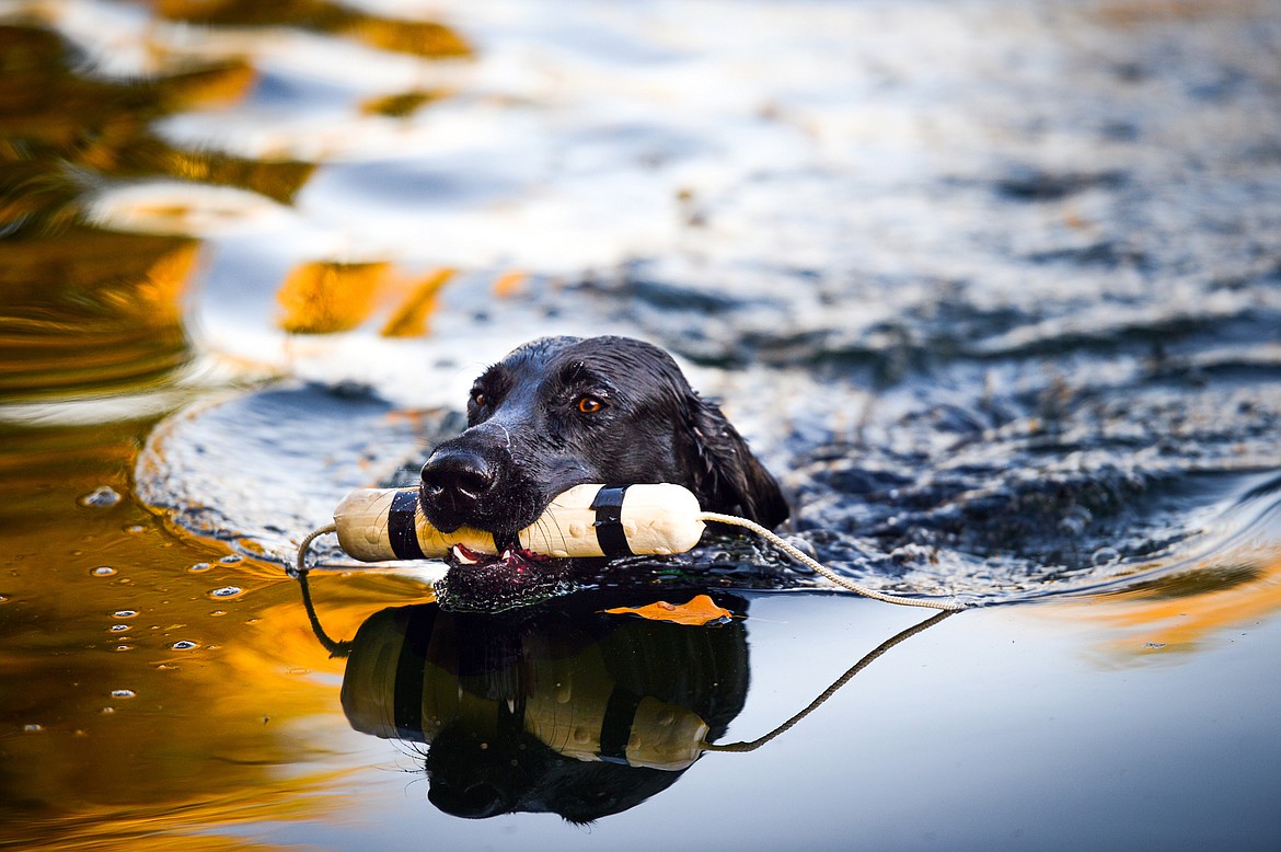 Trooper, an 18-month-old black Lab, swims back to shore with a training toy during a DockDogs practice session with Bill Helfer in the Lower Valley on Thursday, Oct. 10. (Casey Kreider/Daily Inter Lake)