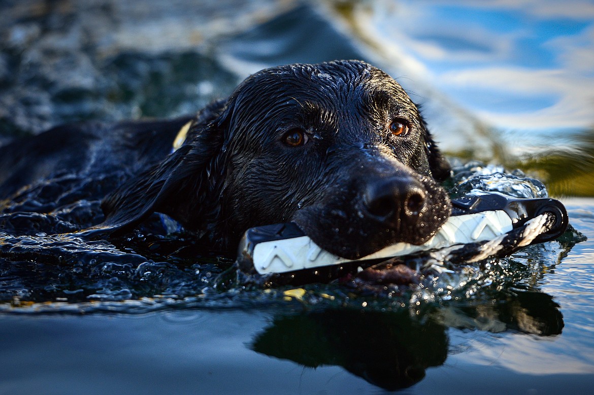 Charger, an 18-month-old black Lab, swims back to shore with a training toy.