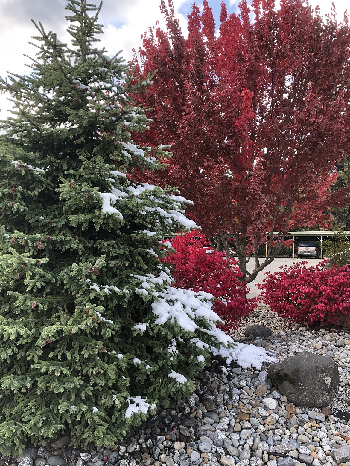 Green, red and white. This year, fall colors all, apparently.
MIKE PATRICK/Press