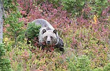 During snowstorm, there was a rash of grizzly deaths