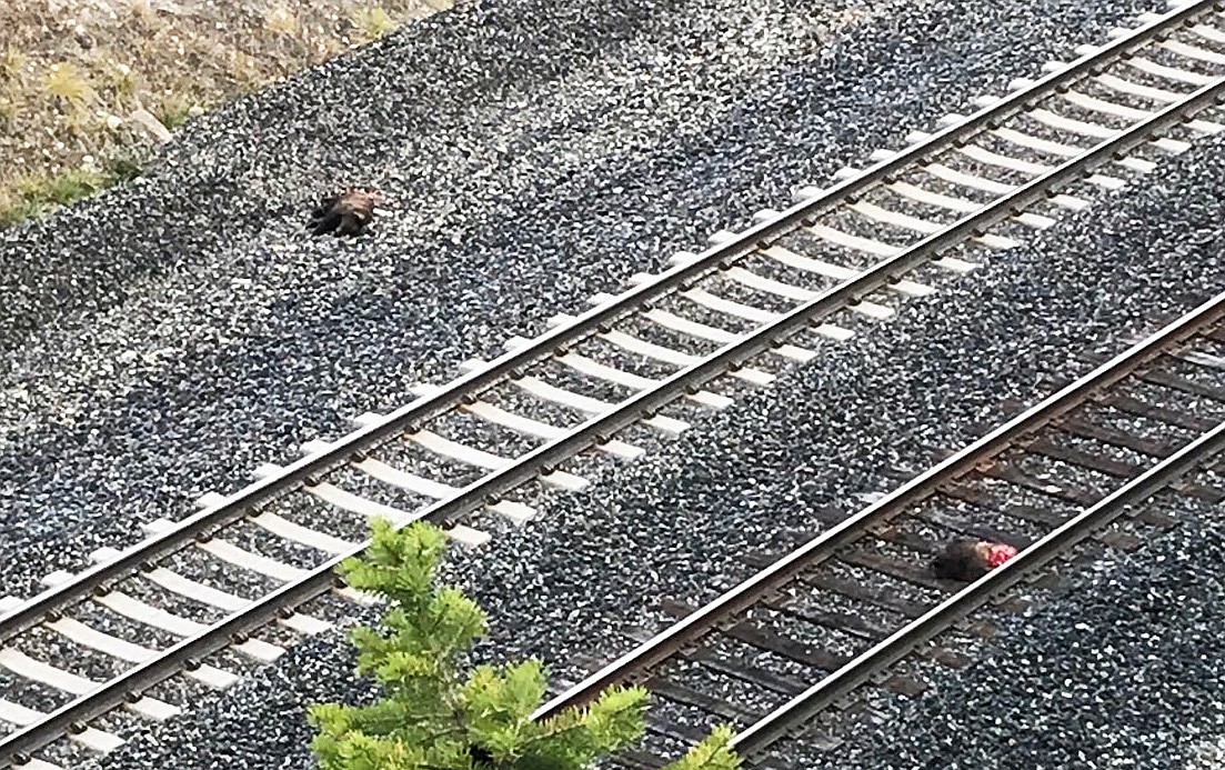 Two grizzly cubs killed by a train near Trego brings the annual tally of railroad-related grizzly mortalities to eight. (Courtesy Montana Fish, Wildlife and Parks)