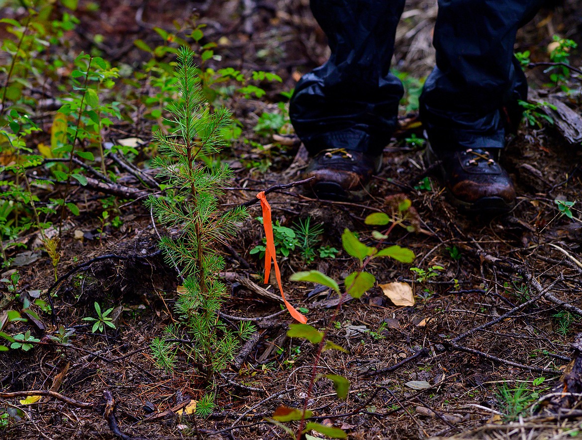 After a thinning project, saplings, like this larch were planted.