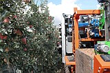 Moses Lake, Israeli companies partner to create apple picking robot