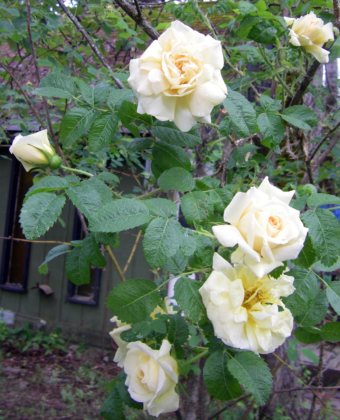 (Photo by VALLE NOVAK)
Native Harbison&#146;s (or Harrison&#146;s) yellow rose &#151; familiar in sun country gardens &#151; offers its hardiness and beauty to North Idaho landscapes.