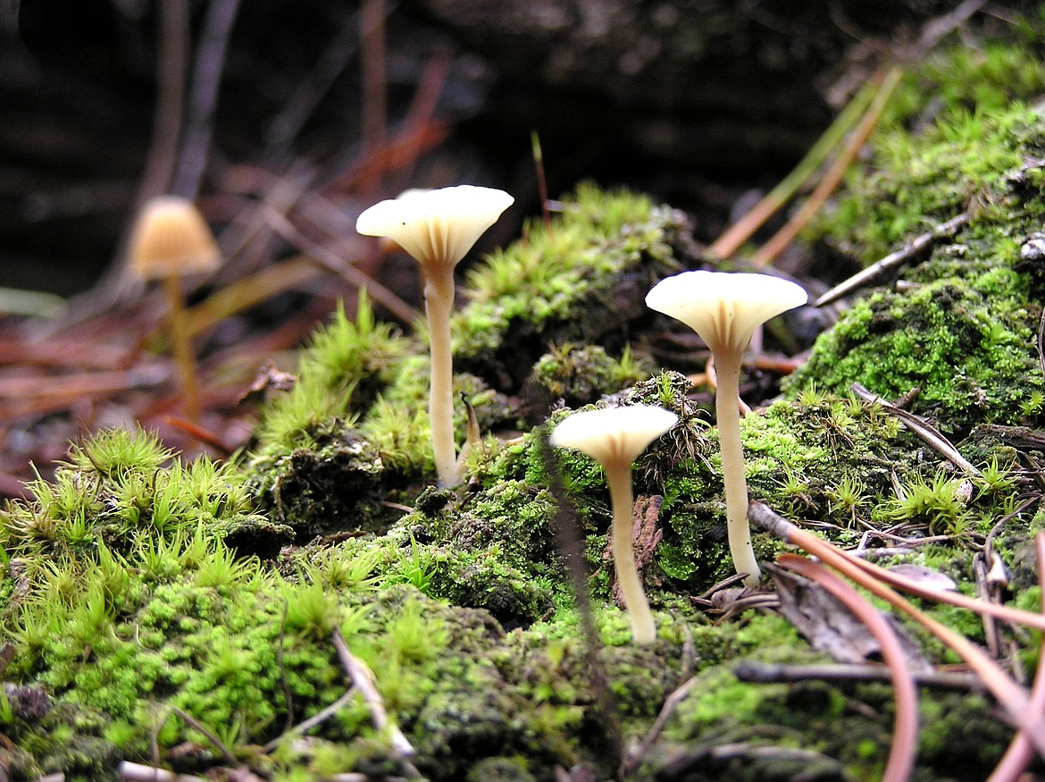 Mushrooms in the Flathead National Forest