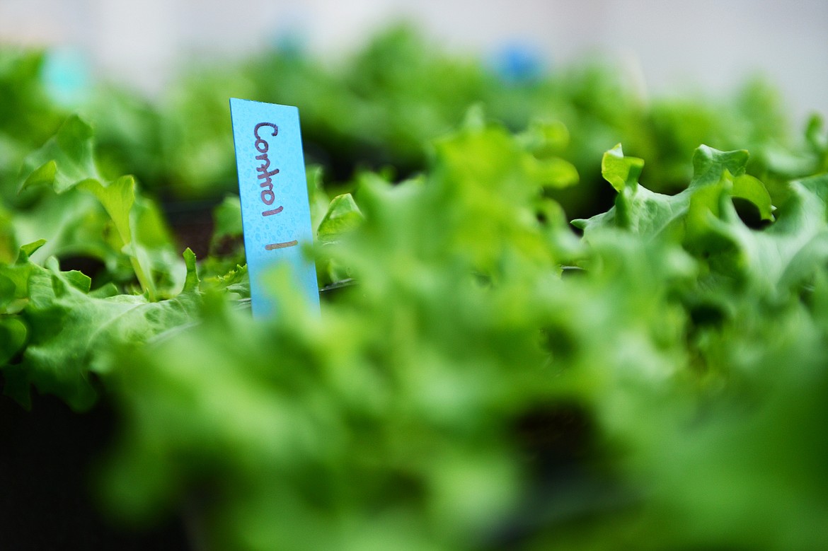 Crops grown by FVCC students in the soil nutrients management program include, from left, lettuce, spinach and wheat.