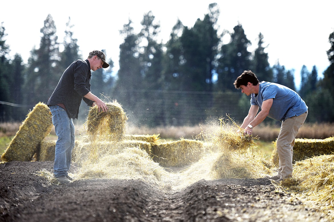 Dane Regan, left, FVCC farm manager, and Gray Isom, a student in the soil nutrients management program, mulch with organic wheat straw onto recently-planted garlic on Tuesday, Oct. 15. The straw acts as an insulator and helps to keep the garlic from pushing out of the ground as top layers of soil repeatedly freeze and thaw. (Casey Kreider/Daily Inter Lake)