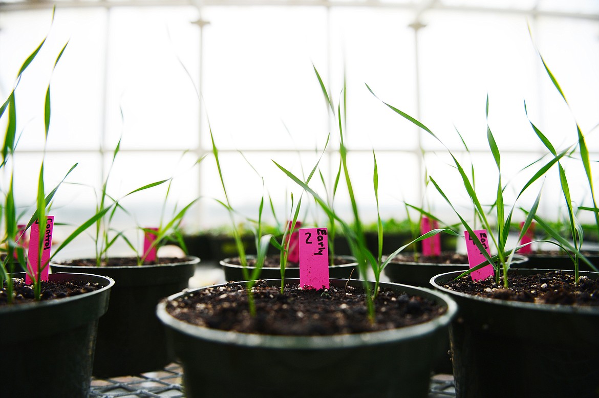 Wheat grows as part of a project by FVCC students testing different nutrient applications in the soil nutrients management program on Tuesday, Oct. 15. (Casey Kreider/Daily Inter Lake)