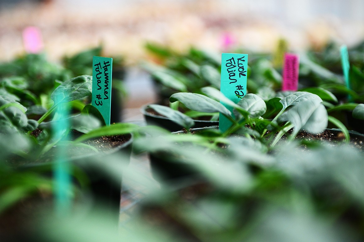 Spinach grows as part of a project by FVCC students testing different nutrient applications in the soil nutrients management program on Tuesday, Oct. 15. (Casey Kreider/Daily Inter Lake)