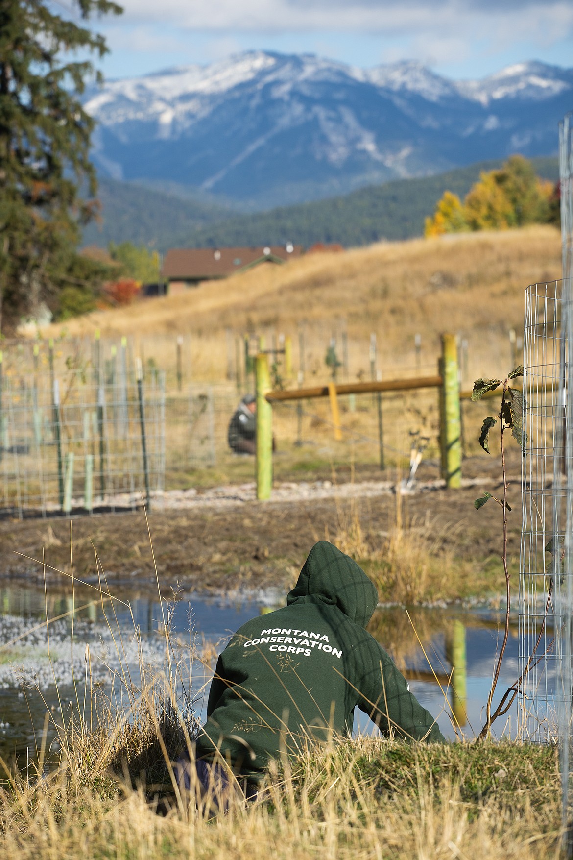 A Montana Conservation Corps worker tends to a tree as part of a Cow Creek restoration project. (Daniel McKay/Whitefish Pilot)