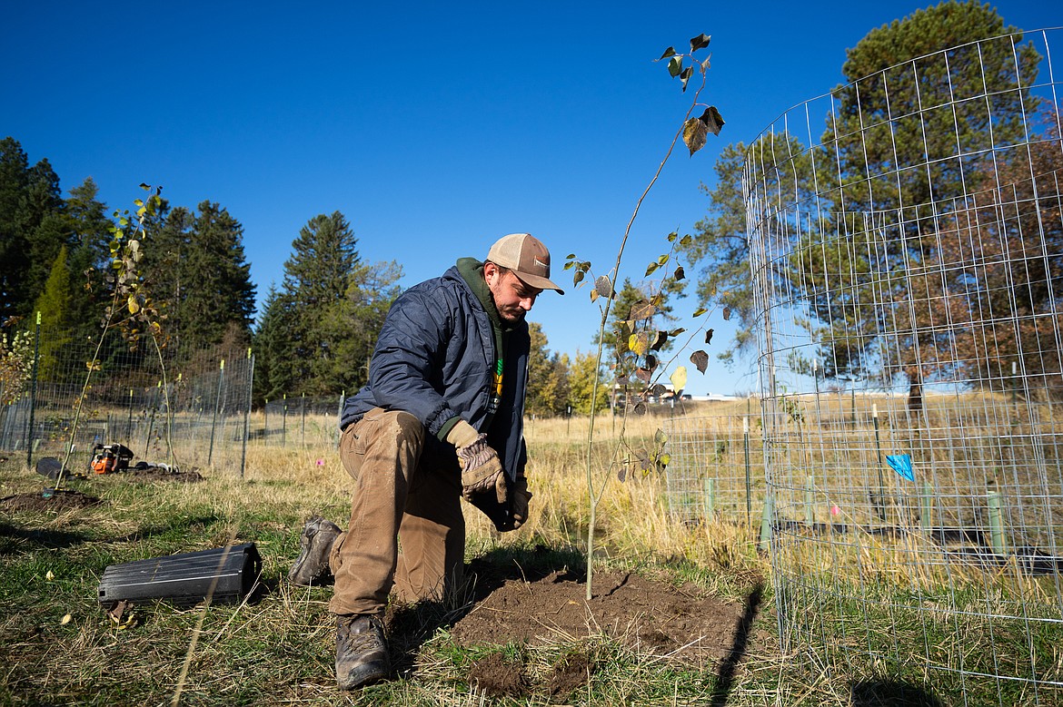 Kyle Timmons of Montana Conservation Corps plants a tree during a restoration project at Cow Creek. (Daniel McKay/Whitefish Pilot)