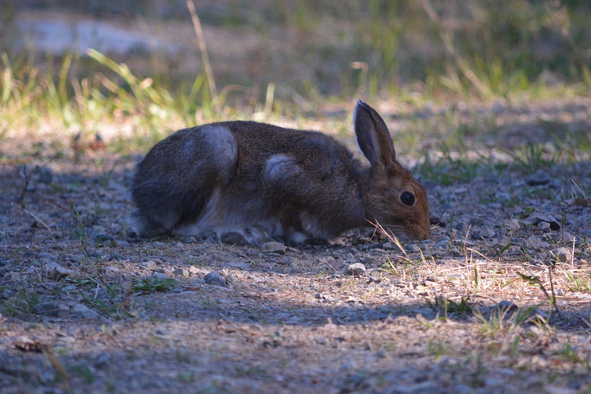 Photo by DON BARTLING
The hare changes coats seasonally undergoing a spring and fall molt. In summer the coat is rust brown, in winter it turns white to match the snow. This hare is gradually changing his coat to white.