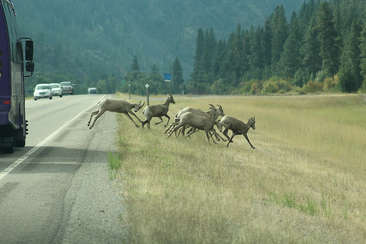 BIGHORN SHEEP crossing Highway 200, past Paradise. Bighorn Sheep can stand on a ledge less than 1 inch in width, and can jump nearly 20 feet. (John Dowd/Clark Fork Valley Press)