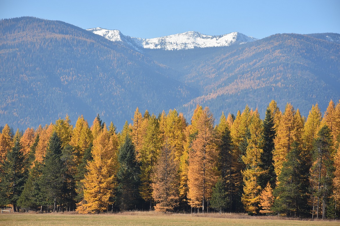 On the North Bench looking west at the snow capped Selkirk Mountains as the Tamarack show fall colors.