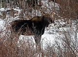 Hunting opener slightly below average, FWP notes