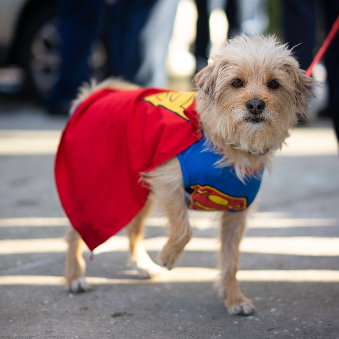 Superdog strikes a pose during the Whitefish Trick or Treat downtown on Thursday. (Daniel McKay/Whitefish Pilot)