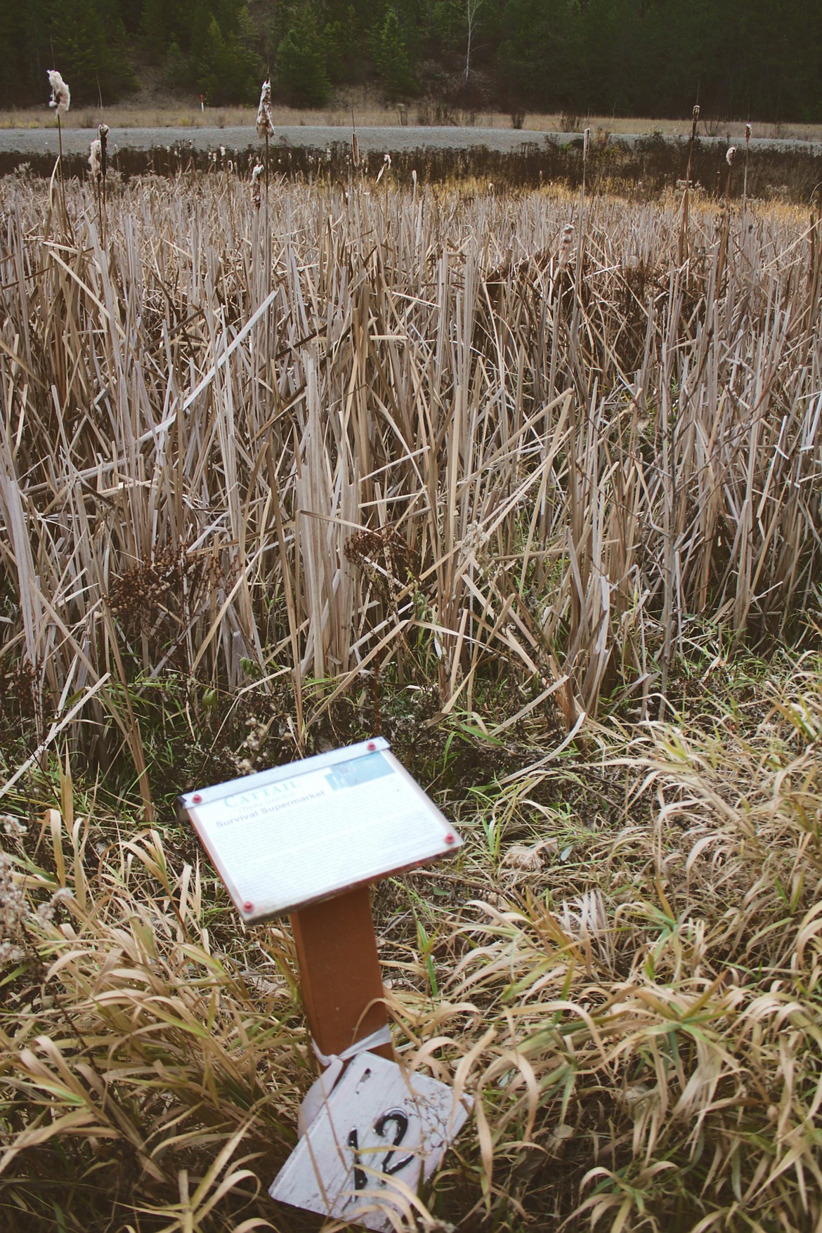 Photo by TONIA BROOKS
One of the interactive walk signs explaining the importance and usage of the cattail plant.