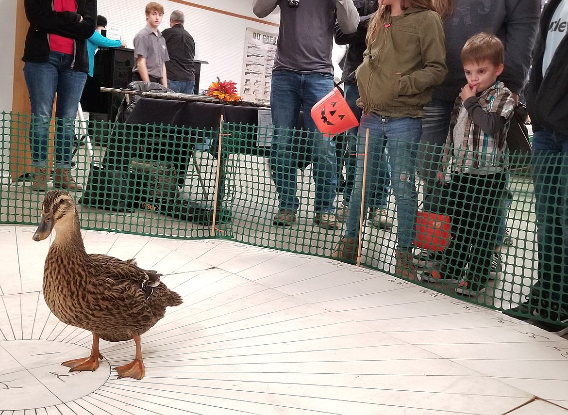 Photo by MANDI BATEMAN
The very impostant duck at the event.