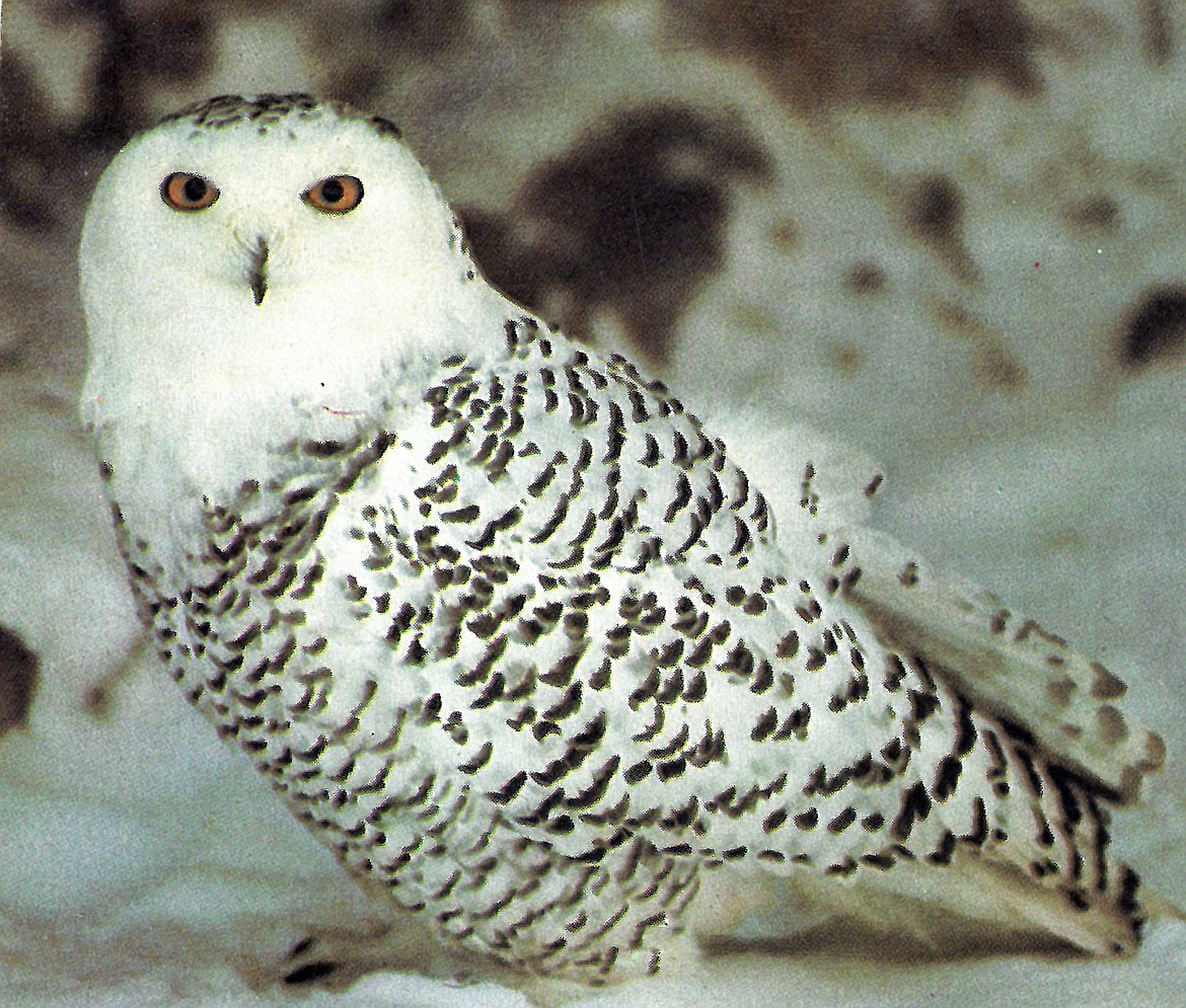 The ethereally beautiful snowy owl, such as the one pictured, occasionally flies down from the far north for short stays &#151; a thrilling happening for the lucky nearby residents.