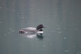 Glacier's common loon population 'cautiously stable'