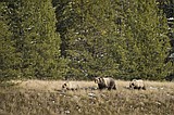 Lawsuit looms over train-caused grizzly deaths