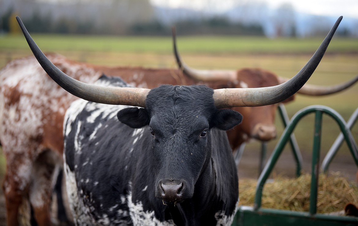 Longhorns at the ranch of Mark and Sally Torres in Columbia Falls. The Torres family currently have nine longhorns. (Brenda Ahearn/Daily Inter Lake)