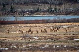 Elk study underway on Blackfeet lands, Glacier National Park