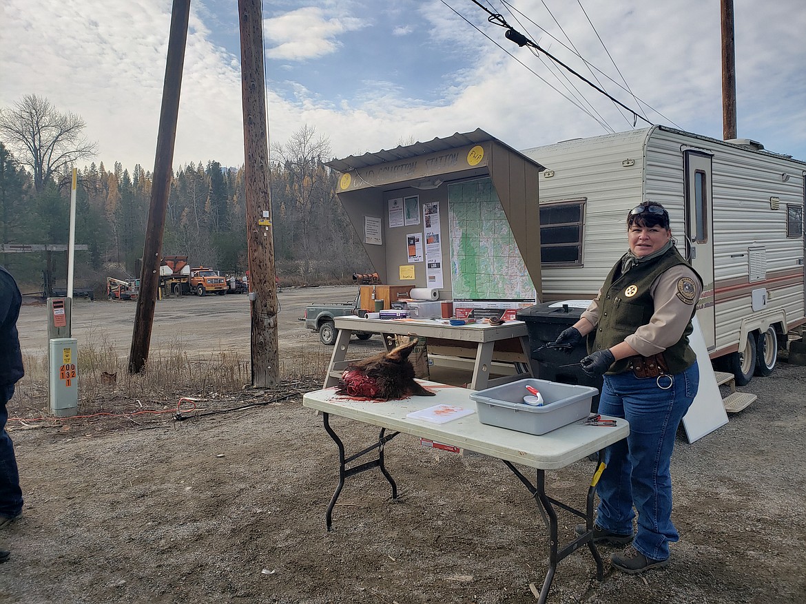 Montana State Game Warden Tamie Laverdure-Fitchett collects samples from Lincoln County hunters. (Tana Wilson/The Western News)