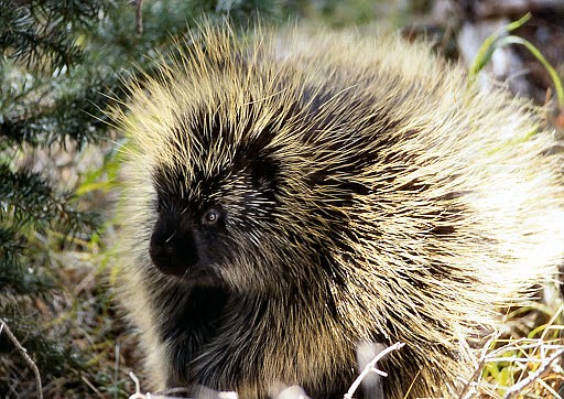 Courtesy photo
North American porcupines regularly make their home in the coniferous and mixed forests of the northeastern and northwestern United States, northern Mexico and Canada.