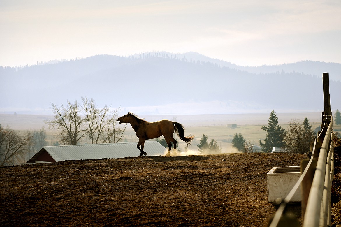 A horse gallops around an enclosure outside Lazy R&amp;R Ranch Supply and Triple Take Arena Boarding &amp; Event Center in Kalispell on Friday, Nov. 8. (Casey Kreider/Daily Inter Lake)