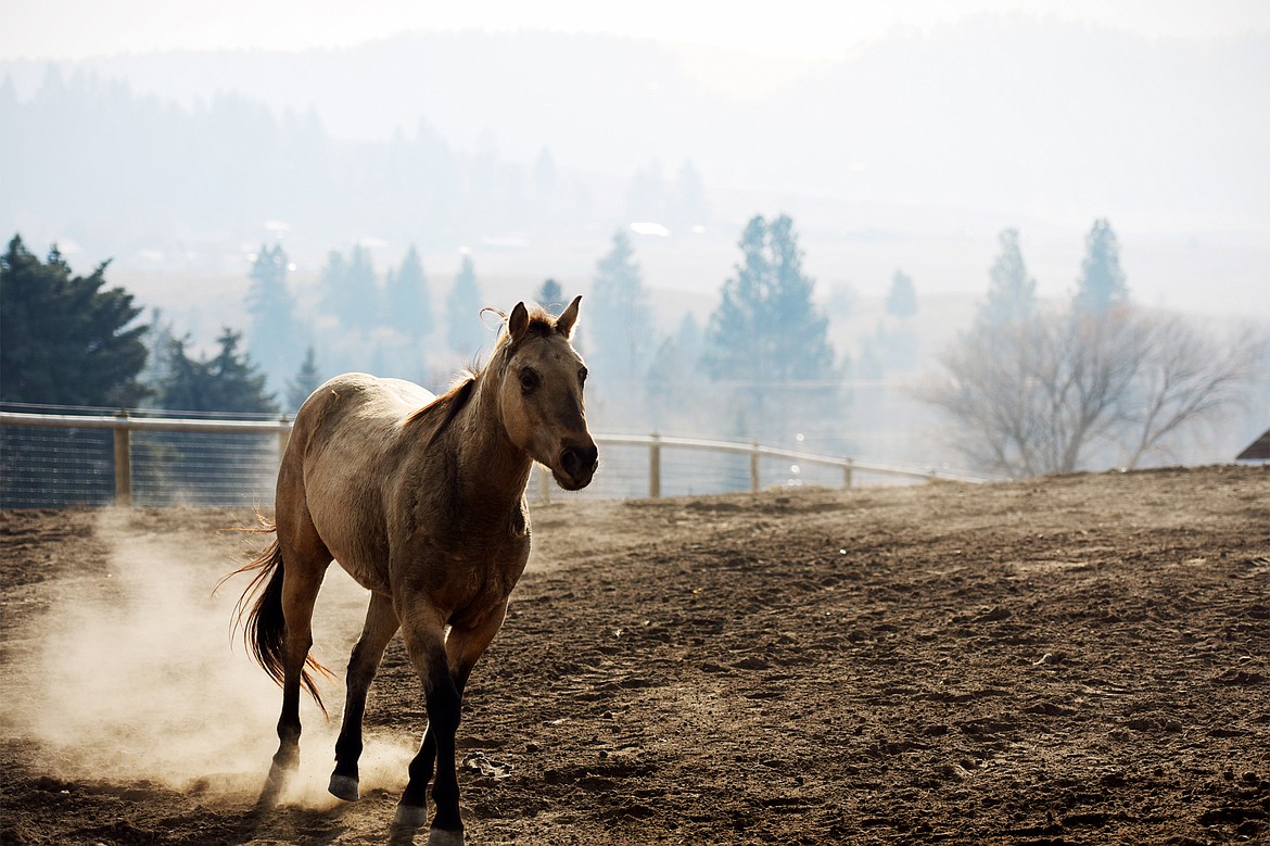A horse gallops around an enclosure outside Lazy R&amp;R Ranch Supply and Triple Take Arena Boarding &amp; Event Center in Kalispell on Nov. 8. (Casey Kreider photos/Daily Inter Lake)