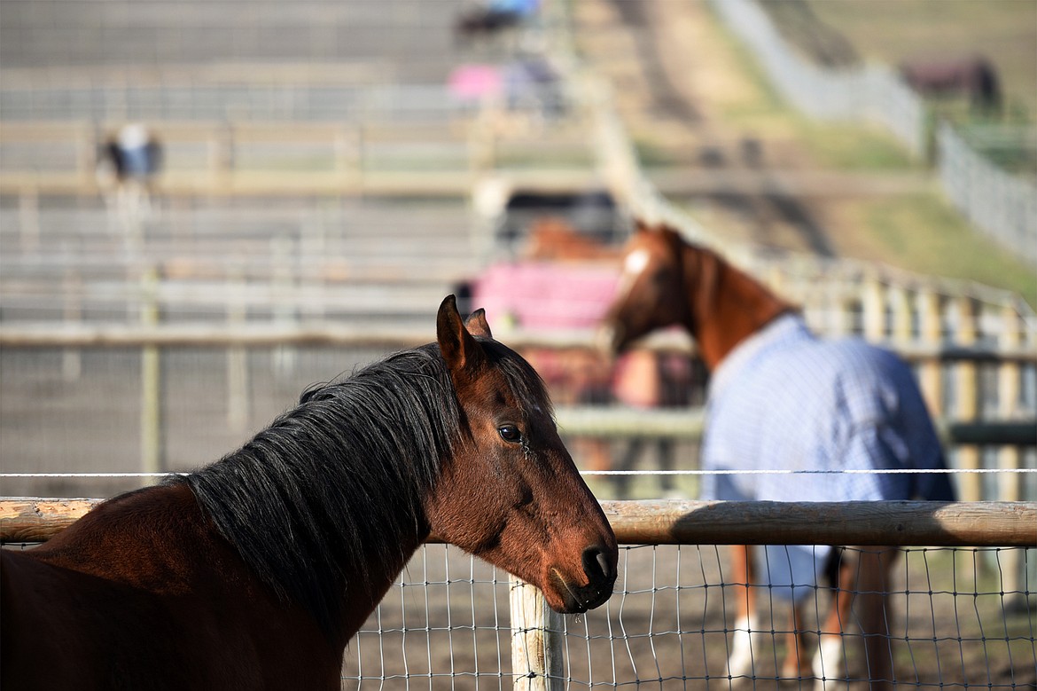 Horses stand in their enclosures at the Triple Take Arena Boarding &amp; Event Center.