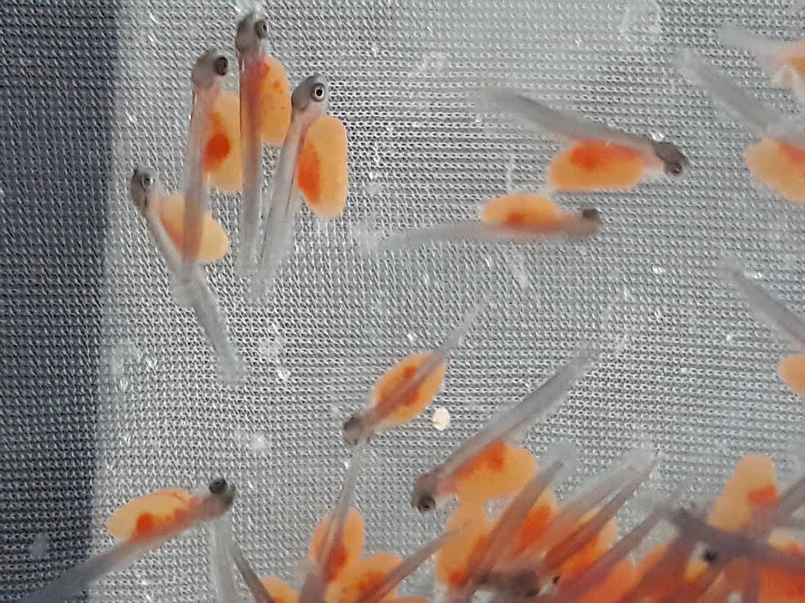 Arlee Rainbow trout fry at the St. Regis High School trout rearing lab. (Chuck Bandel/Mineral Independent)