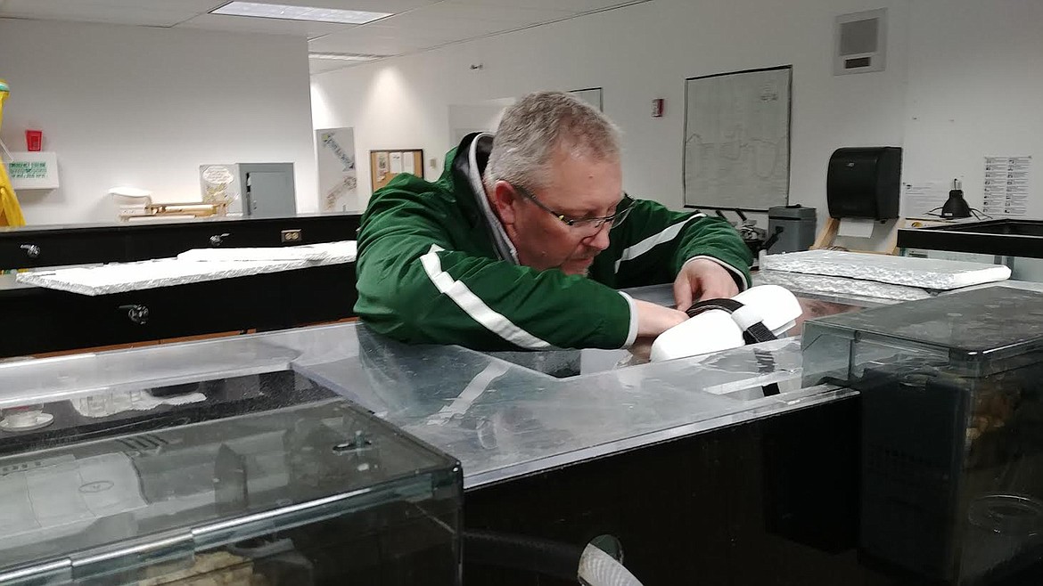 St. Regis High School teacher Brooks Sanford works at the fish-rearing lab at the school. He and students there are raising Arlee Rainbow Trout that will be stocked into a child's fishing pond at the community park. (Chuck Bandel/Mineral Independent)