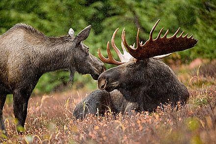 Marking a first, a moose carcass turned over to Montana Fish, Wildlife and Parks tested positive for Chronic Wasting Disease. So far, 30 animals tested by FWP have been positive for CWD. (Photo courtesy U.S. Fish and Wildlife Service)
