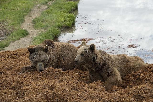 In a daily game they play, grizzly bears dig and nuzzle for treats that curators have hidden in mulch at the Wildlife Safari in Winston, near Medford, Oregon.  The park is home to hundreds of animals that wander freely over 600 acres, which visitors can drive through. Frank Hart, a frequent visitor to Africa, created the safari park, which opened in 1972.