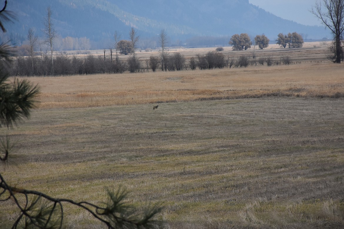 View from Deep Creek trail looking north on the Kootenai National Wildlife Refuge. There is a coyote watching attentively in the middle of the meadow.

Photos by DON BARTLING